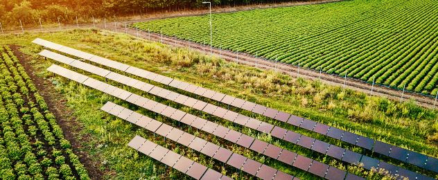 solar panels in the field